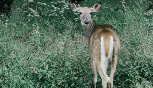 Indiana Hunting Seasons 2025: Dates, License&Regulations