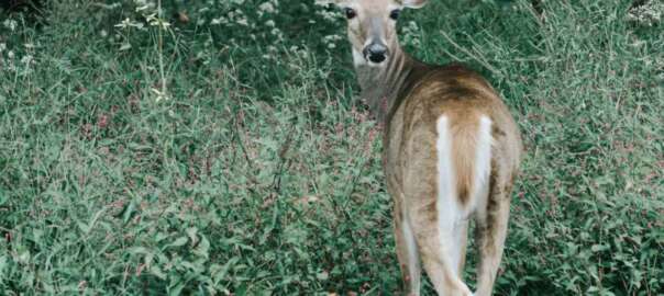 hunt a deer in Indiana hunting season