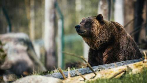 What Are the Best Bait for Bear? Answers From Experts