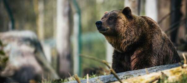 a bear in the wood