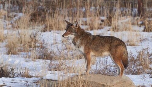 These Are The Proper Gear You Need For Coyote Hunting