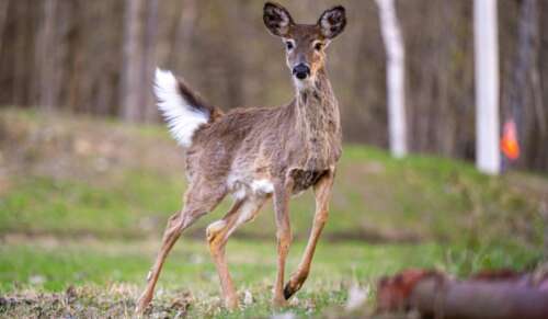 How Fast Can a Deer Run – Let’s Find Out