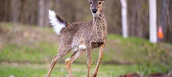 a deer is running
