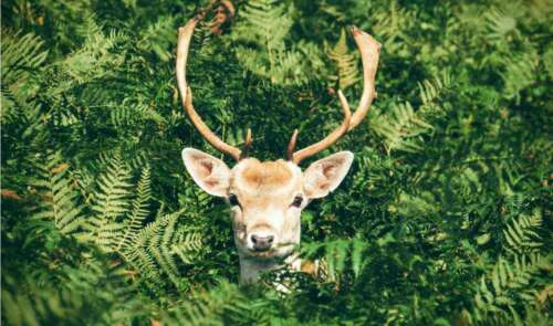 How to Identify Brow Tines on a Deer: Tips& Scoring