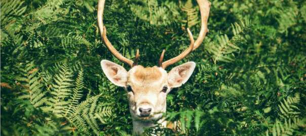 a deer with brow tines