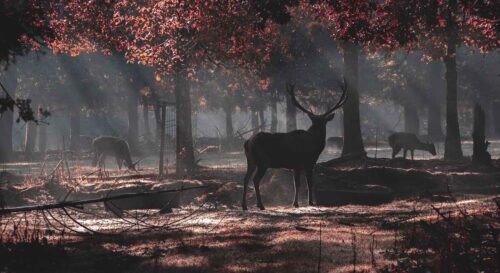 Ohio Hunting Seasons 2025: Dates, License&Regulations