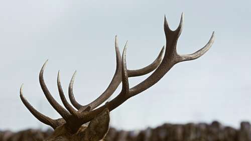 Deer Meat Preservation: How Long Does Venison Keep In The Freezer?