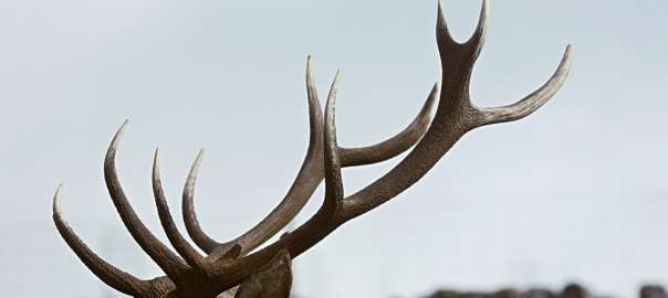 deer in the field