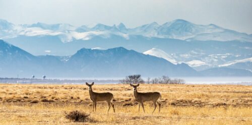 How Does The Barometric Pressure Affect Deer Hunting?