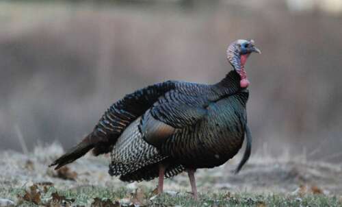 Do You Wear Orange Or Camo When Turkey Hunting?