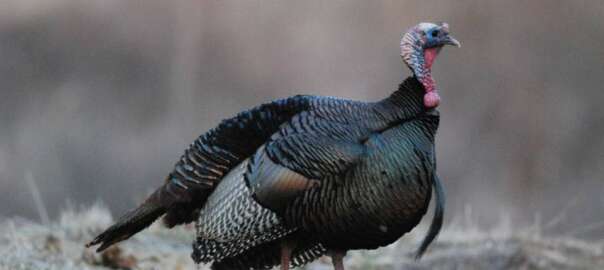 do you wear orange when turkey hunting