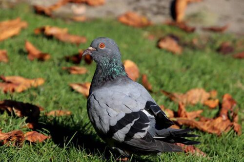 Complete Guide: How and Where to Hunt Pigeons In Texas