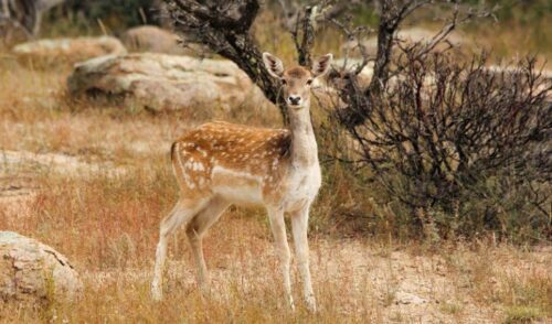 Can Deer See Red Light? What Color Can Deer See?