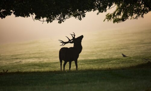 Whitetail Deer Anatomy: Essential Insights For Successful Hunting