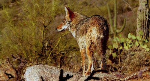 Can You Eat Coyote? – Let’s Find Out