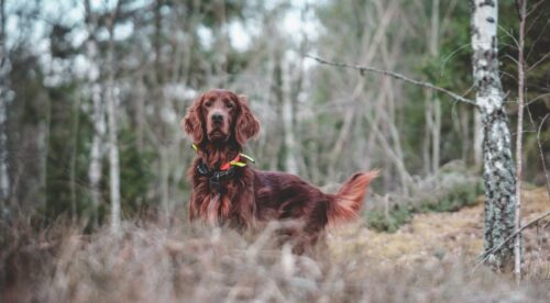 Which Are The Best Dogs For Hunting Rabbits? How to Choose?