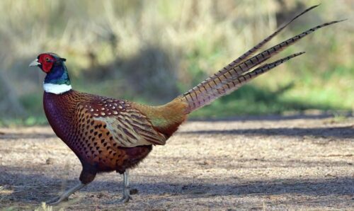 Complete Guide On What To Wear When Pheasant Hunting