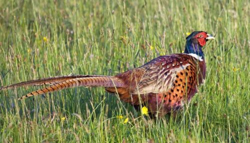 The Ultimate Guide To Pheasant Hunting In Iowa