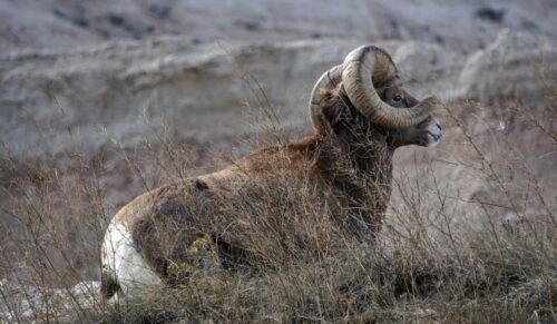 South Dakota Hunting Season For Big Game, Waterfowl& Small Game