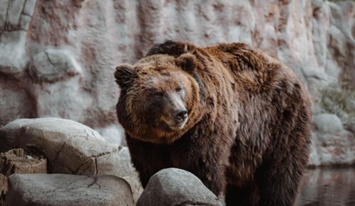 Ultimate Michigan Bear Hunting Guide From Draw to Harvest Success