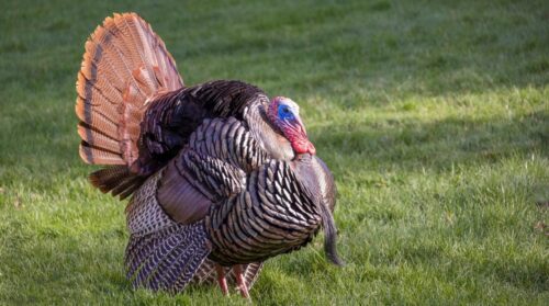 Tips on How To Locate Turkey Roost For A Successful Hunt