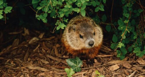 Woodchucks vs Beavers: How To Indentify&Hunt Them?