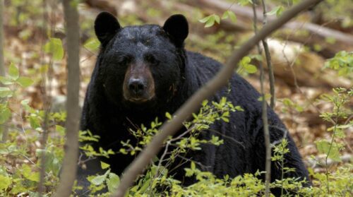 How Fast Can a Black Bear Run? Key Facts For Hunters