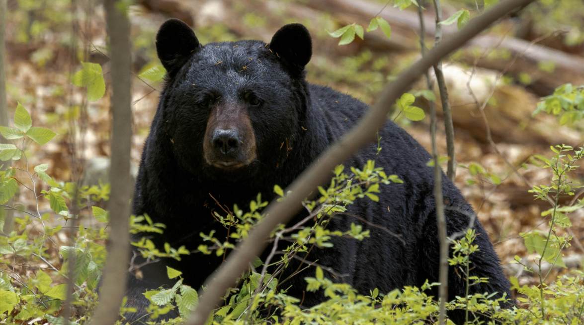 a black bear in the wood