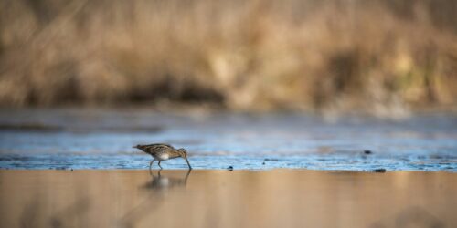 What Is Snipe Hunting? It’s Real, Not a Joke!