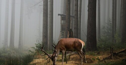 Washington Hunting Season 2025: Dates, Rules, Licenses&Places