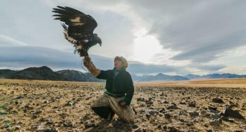 How to Become a Falconer? Things You Need To Know
