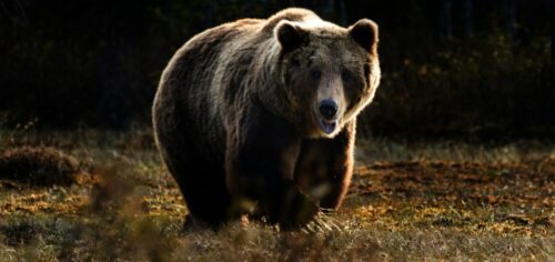 Can You Eat Bear Meat? Things To Know Before Eating