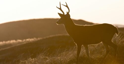 Should You Hunt Deer in The Rain? Pros, Cons, and Tactics