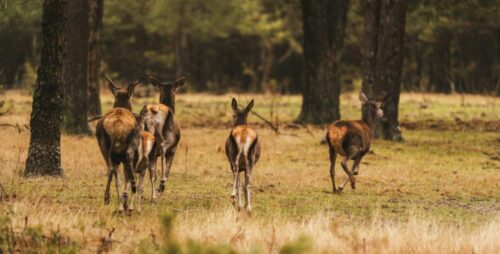 Complete Guide On What To Wear While Deer Hunting