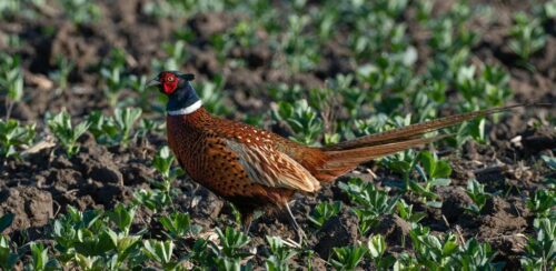 How To Select The Best Shot Size For Pheasant Hunting?