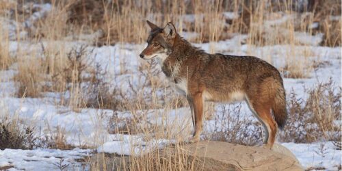 Step-by-Step Guide: How to Call a Coyote Like a Pro?