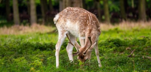 Do Deer Eat Black Walnuts? Here Are What Deer Eat