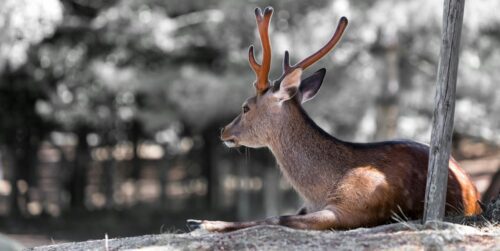 7 Creative Uses For Deer Fat You Need to Try
