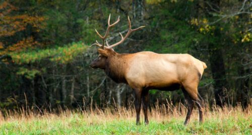 9 Best States For Elk Hunting You Must Know