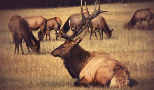 Do Elk Always Wallow? How To Locate And Hunt Wallows?