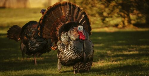 Wild Turkey Identification: What Color Is a Turkey?