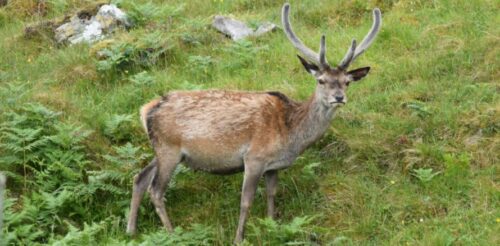 Hunter’s Quick Guide: How To Tell Age Of Deer?