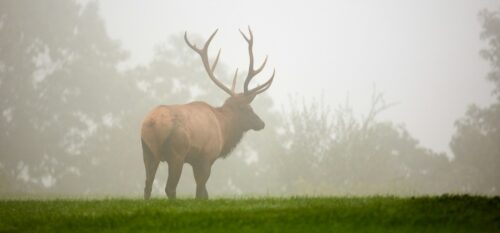 How to Find Where Elk Rut And When?