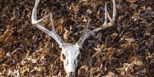 Field Dressing 101: What To Do After Harvesting a Deer?