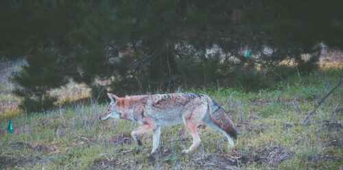 Can Coyote See Red Light and How It Affects Your Hunt?