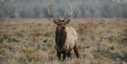 Beginner’s Guide: How Wyoming Preference Points Work?