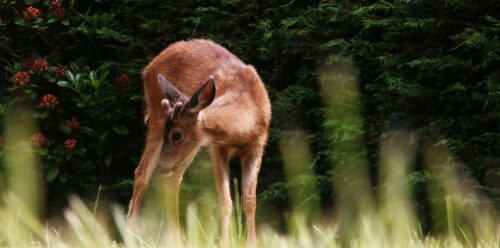 What Is Deer Corn And Its Nutritional Benefits To Deer?