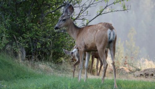 Answered: Can You Keep a Roadkill Deer and Eat It?