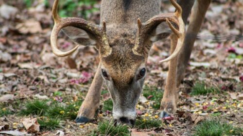 When, Where and How to Hunt For Deer Sheds?