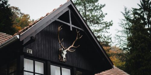 Deer Taxidermy 101: Q&A on Deer Skull Mount and Care